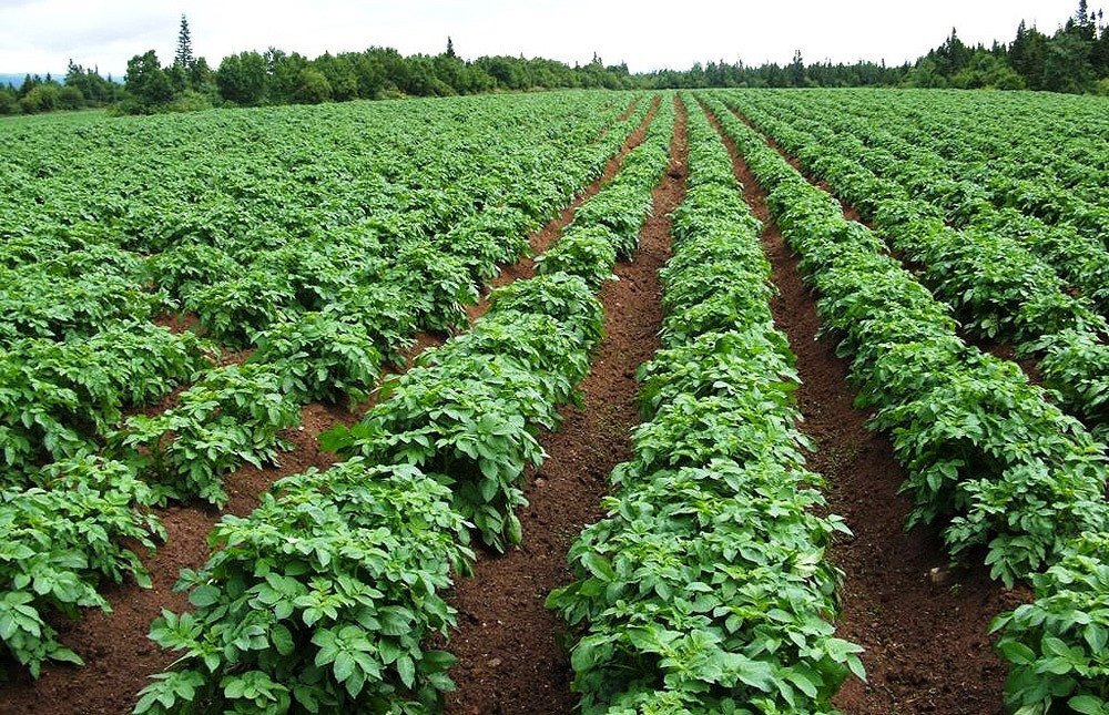 ईन्द्रावती गाउँपालिका–५ मा आलु खेती प्रवद्र्धन कार्यक्रम सञ्चालन हुने